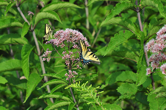 Eastern Tiger Swallowtail