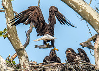 Eagles Nest, Kerr Park, Downingtown PA