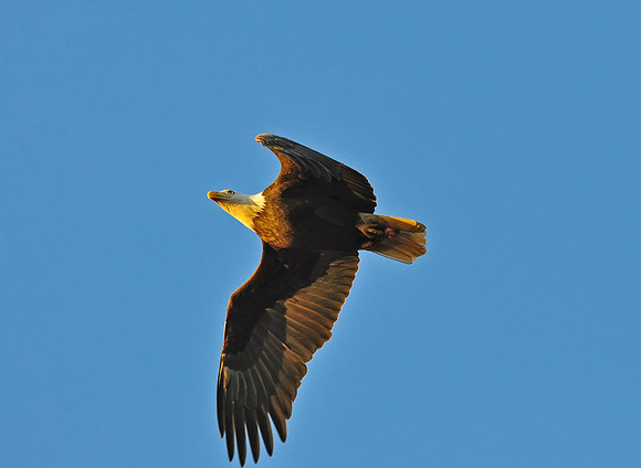 Conowingo Dam Nov 20, 2010