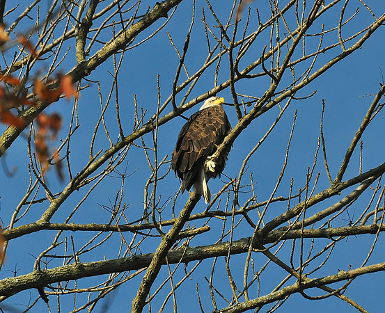 Conowingo Dam Nov 20, 2010