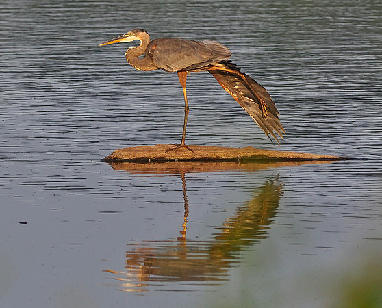 Great Blue Heron