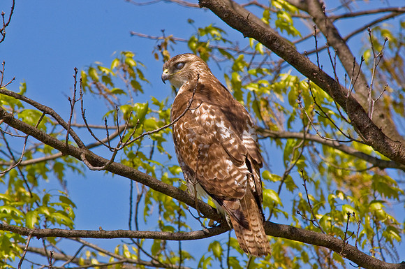 Red-Tail Hawk and it's Nictitating Membrane