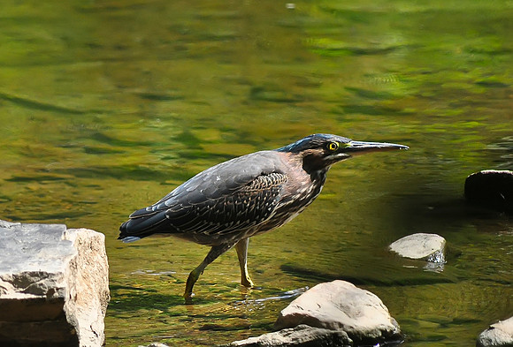 Green Heron