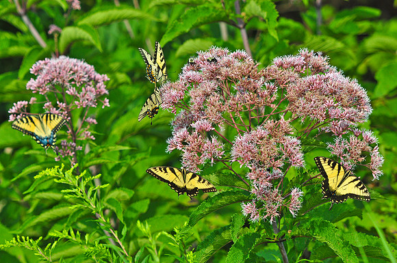 Eastern Tiger Swallowtail