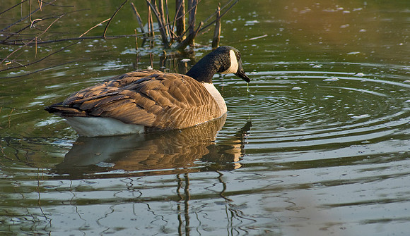 Canada Goose