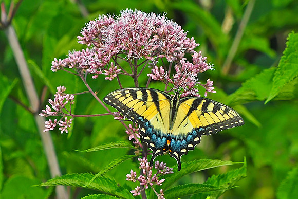 Eastern Tiger Swallowtail female