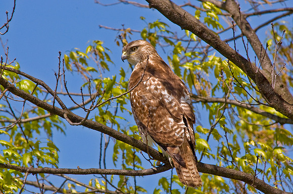 Red-Tail Hawk