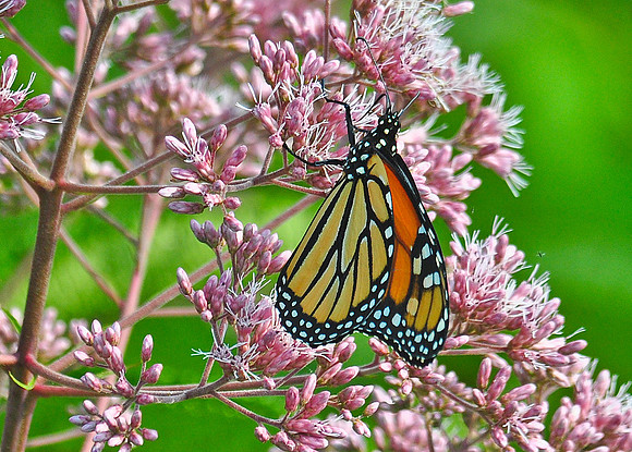 Monarch Butterfly female