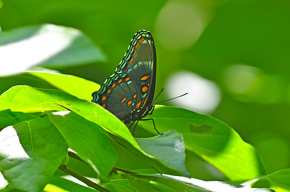 Red-spotted Purple Butterfly