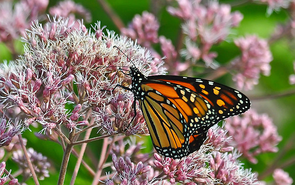 Monarch Butterfly female