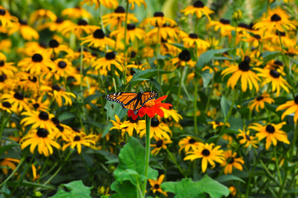 Monarch Butterfly male