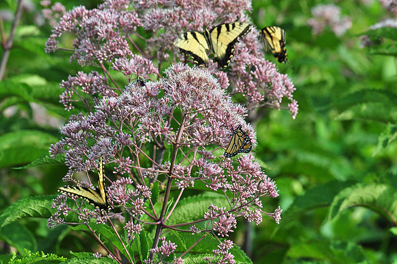 Eastern Tiger Swallowtail & Monarch